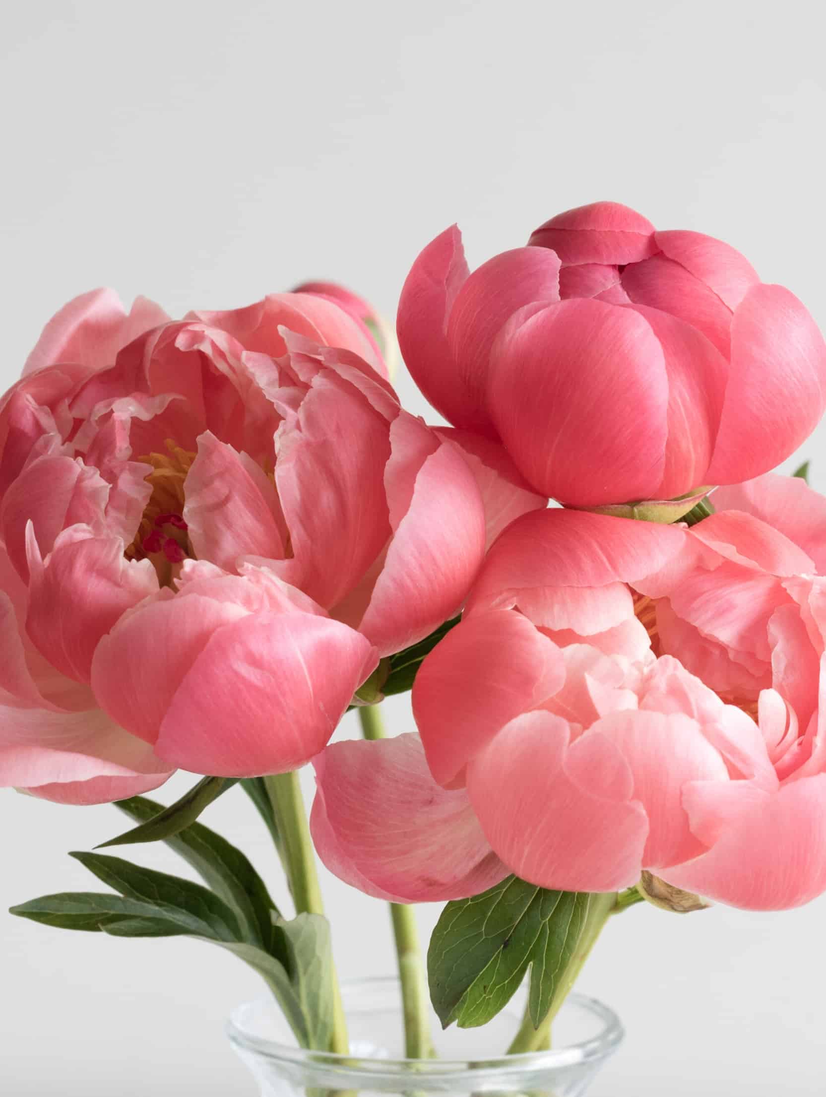 On adore les pivoines