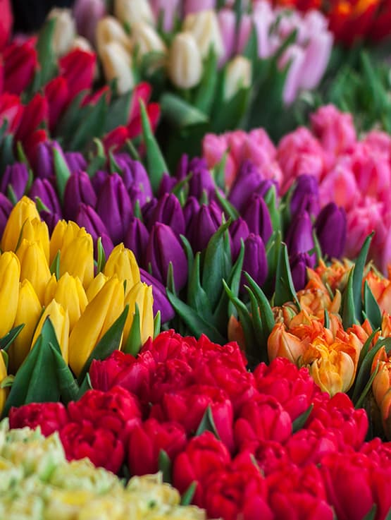 Bonheur assuré avec les tulipes