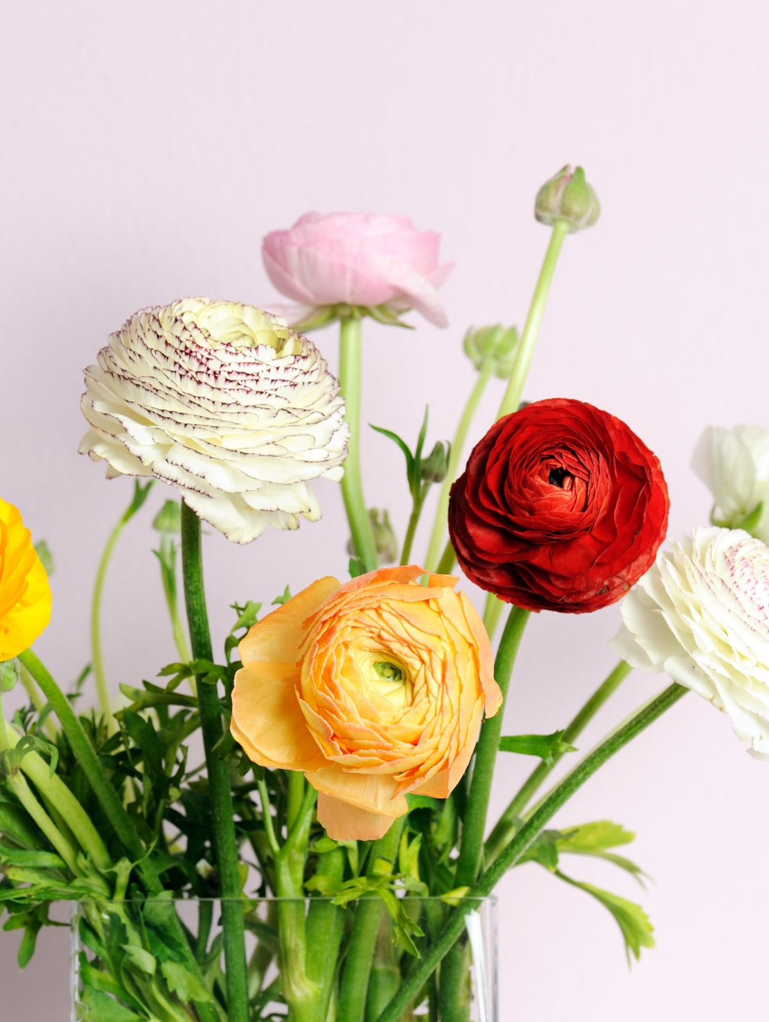 Fabulous Local Rananculus